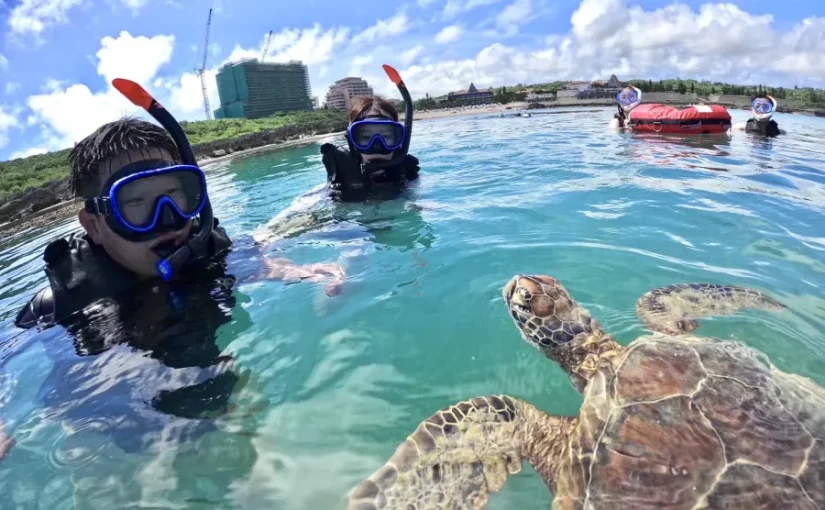 シュノーケリング、ウミガメ