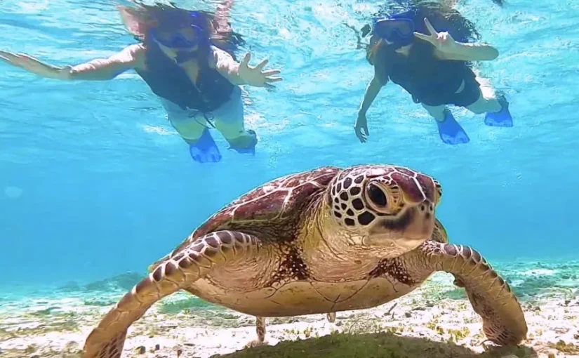 シュノーケリング、ウミガメ
