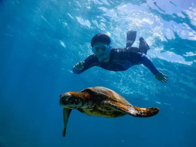 シュノーケリング、ウミガメ