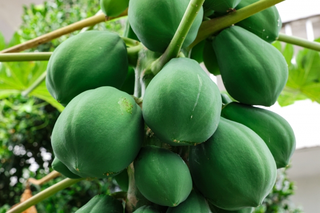 マンゴー、楽園の果実