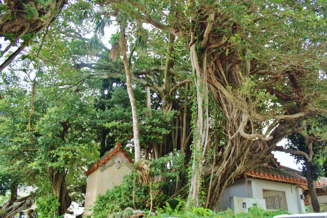 宮古島・漲水御嶽